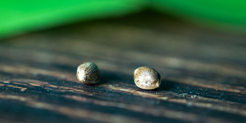 Crop Steering: Una tecnica avanzata per massimizzare il potenziale delle piante