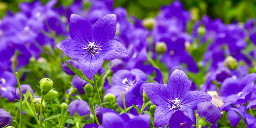 Campanula Grandiflora: Blu