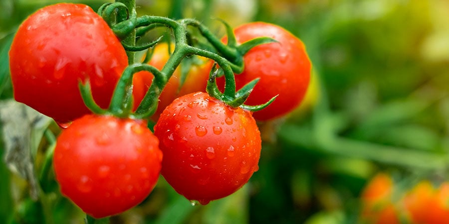  Pomodoro ciliegino