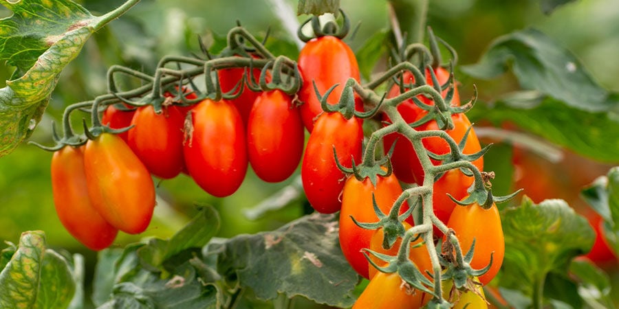 San Marzano