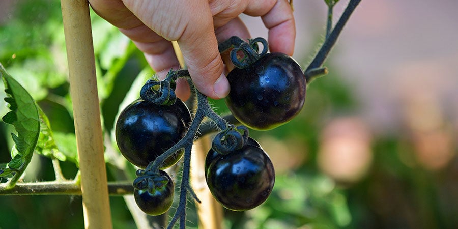 Ciliegino nero