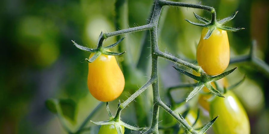 Ciliegino a pera giallo