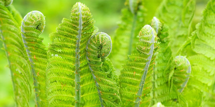 Teste Di Violino O Fiddleheads