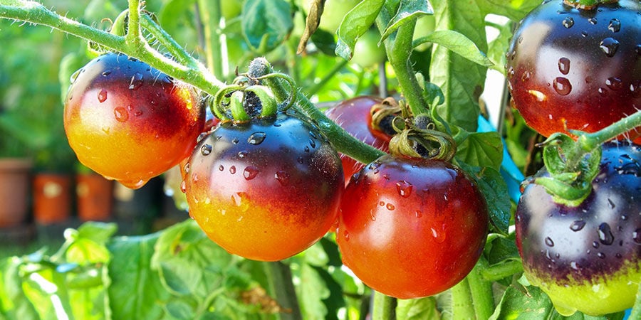 Pomodoro Ciliegino Nero