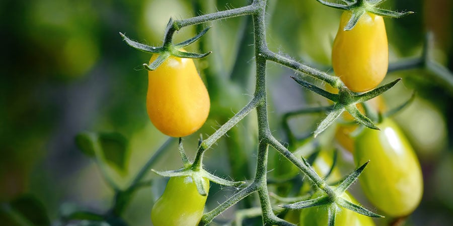 Pomodoro Giallo A Pera