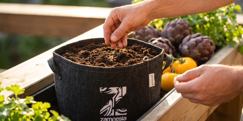 Verdure strane: è il momento di seminare Verdure strane: è il momento di seminare