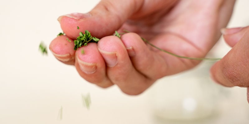 Essiccare le erbe: Seguite questi consigli per farlo con successo