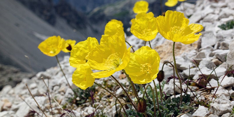 Papavero Alpino (Papaver Alpinum)