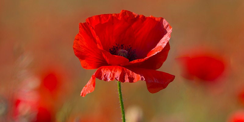 Papavero Comune (Papaver Rhoeas)