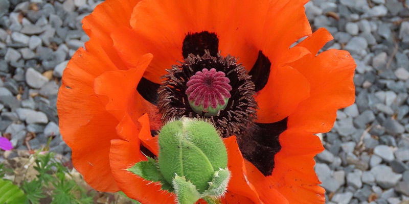 Grande Papavero Scarlatto (Papaver Bracteatum)