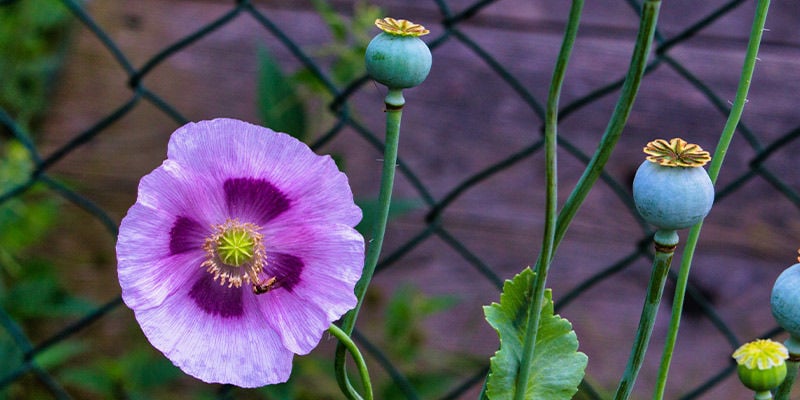 Papavero Da Oppio (Papaver Somniferum)