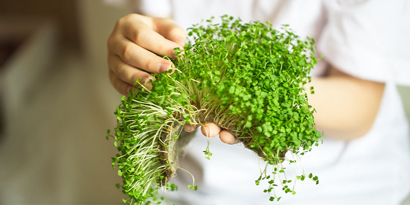 I microgreen possono raggiungere la completa maturazione?