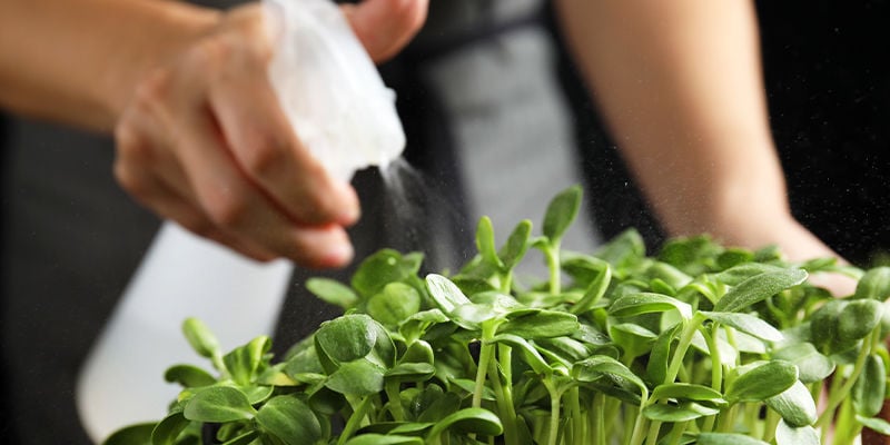 Come coltivare microgreen in casa