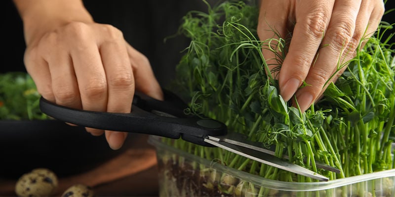 Come raccogliere i microgreen