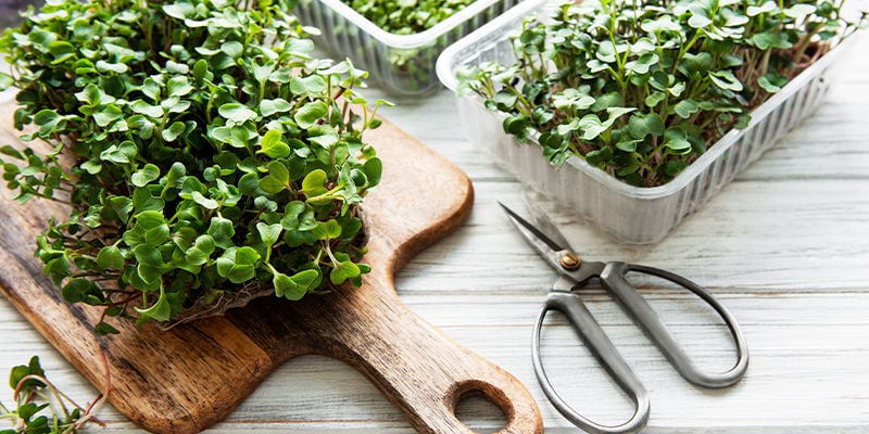 Microgreen: Plantule piene di proprietà benefiche