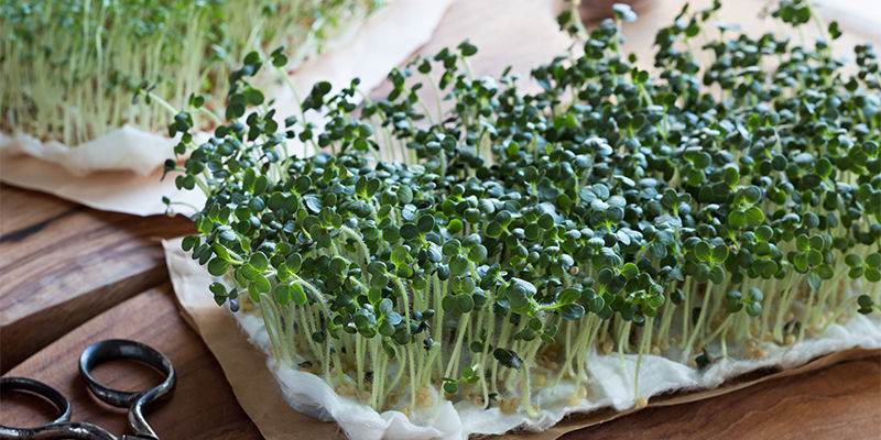 Cosa sono i microgreen?