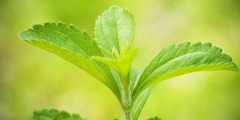 Stevia: Una Valida Aggiunta In Giardino E Nella Dieta