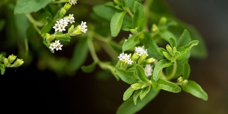 Cos'è La Stevia?