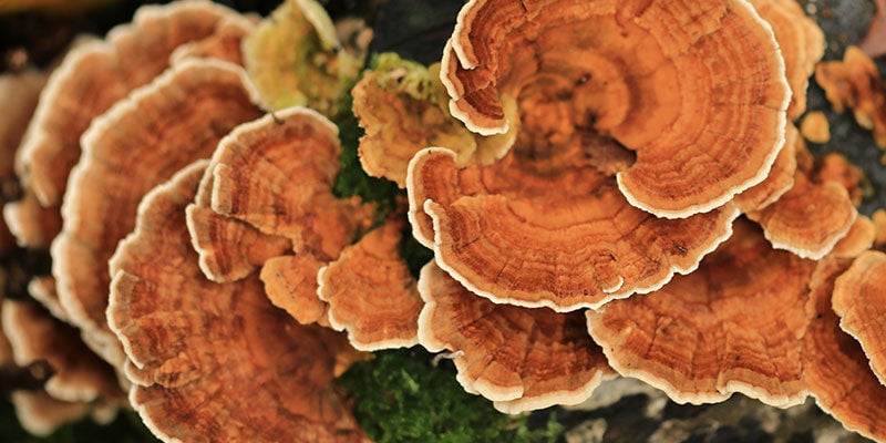 Fungo Turkey Tail - Coda Di Tacchino