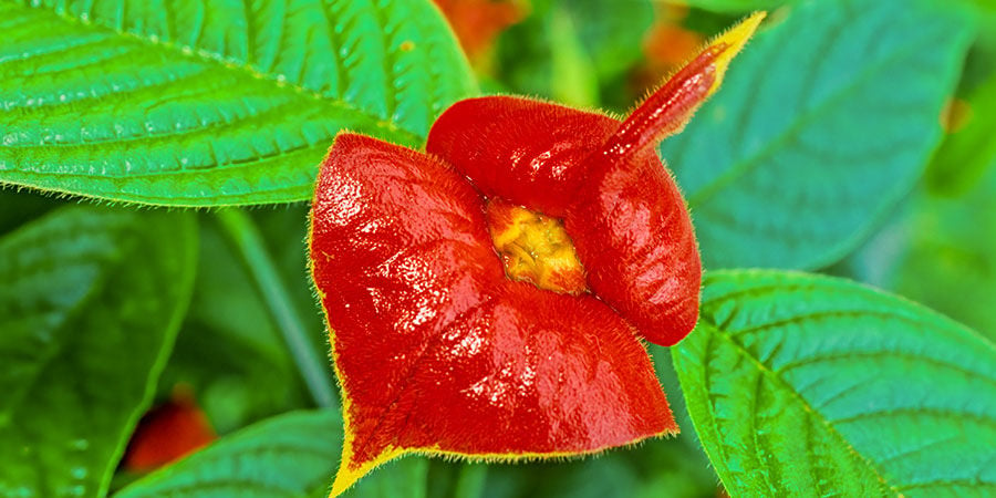 Pianta Del Bacio/Psychotria Elata