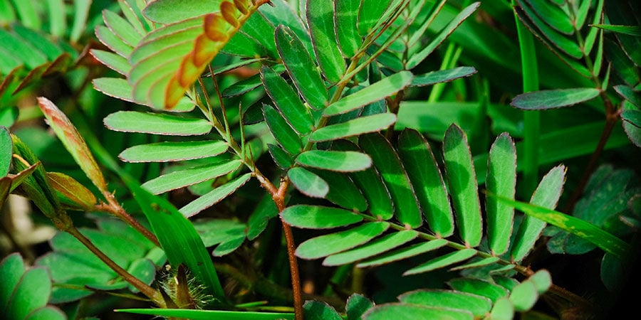 Sensitiva (Mimosa Pudica)