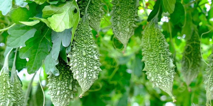 Zucca Amara/Momordica Charantia