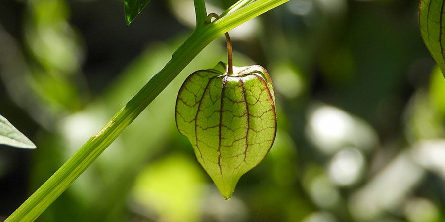 Tomatillo/Physalis Ixocarpa