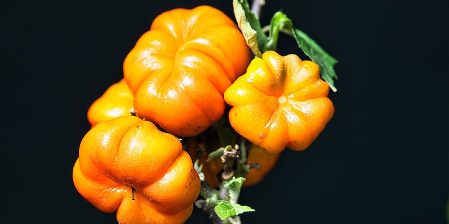 Melanzana Rossa (Solanum Aethiopicum)