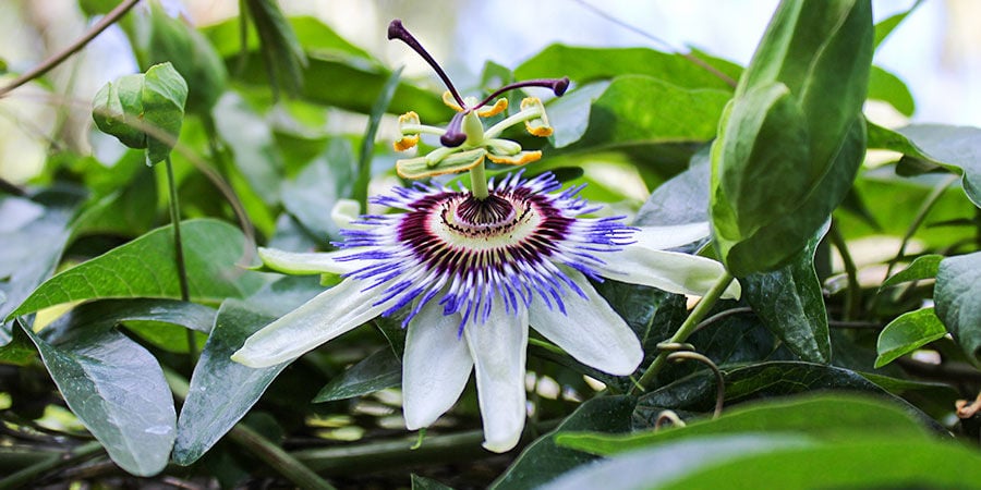 Passiflora