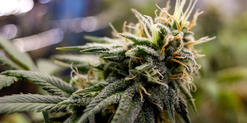 Cos'è La Cannabis Triploide?