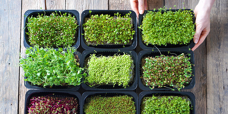 I Microgreen Sono Uguali Ai Germogli?