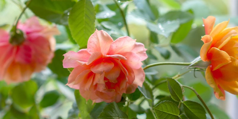 Piante Di Rose