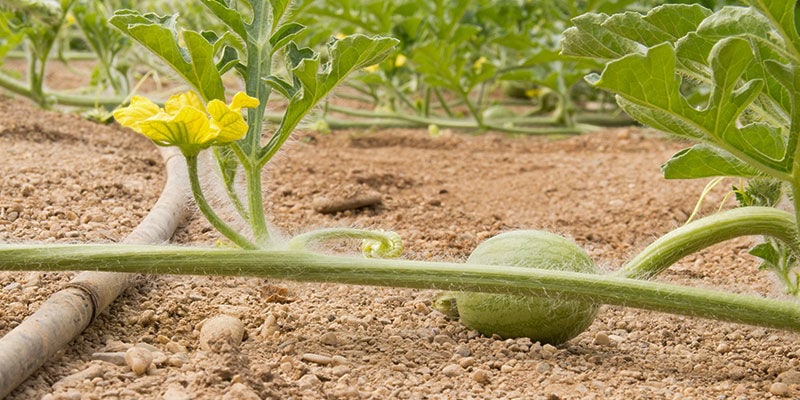 Come prendersi cura delle piante di melone