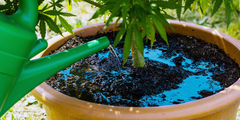 Irrigazione eccessiva delle piante di cannabis