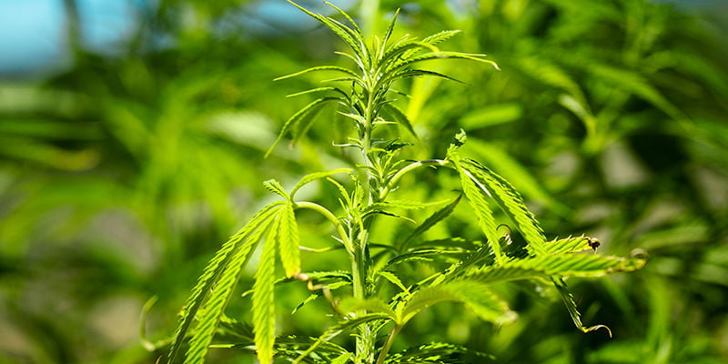 Quali sono le cause più comuni dell'arricciamento delle foglie di cannabis?