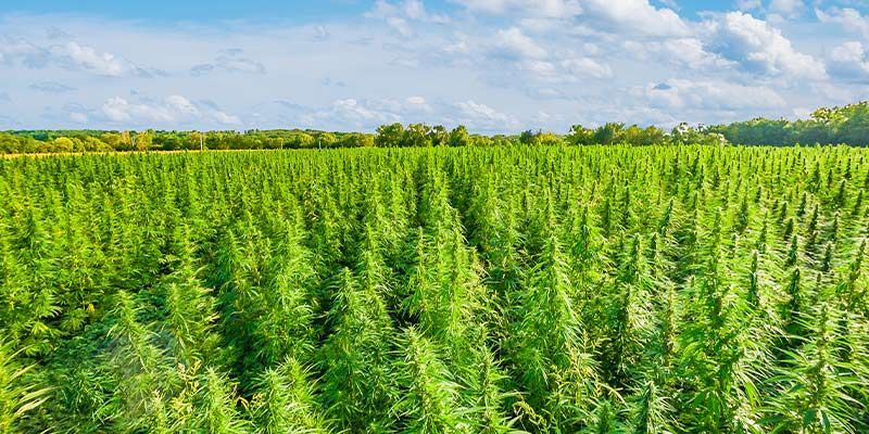 Record mondiali dell’industria della cannabis
