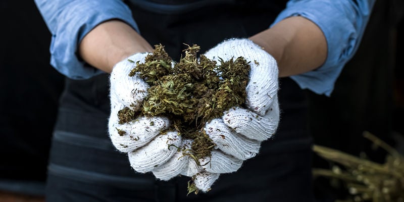 Quanto tempo impiega la cannabis per essiccare?