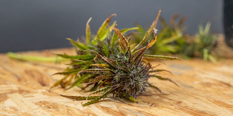 Perché dovresti essiccare la tua cannabis?