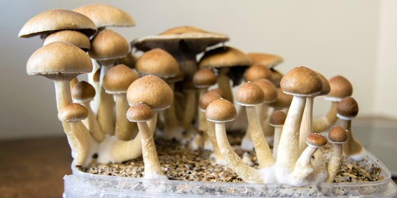 Utilizzare le colture liquide per raccogliere grandi quantità di funghi allucinogeni