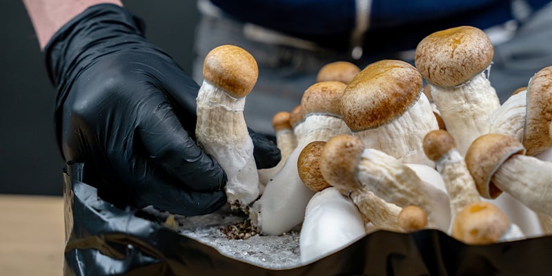 Raccogliere i funghi appena giungono a maturazione