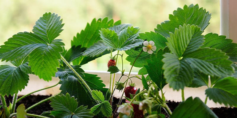 Perché coltivare frutta in casa?