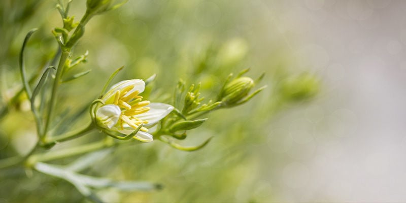 Cos'è La Peganum Harmala?