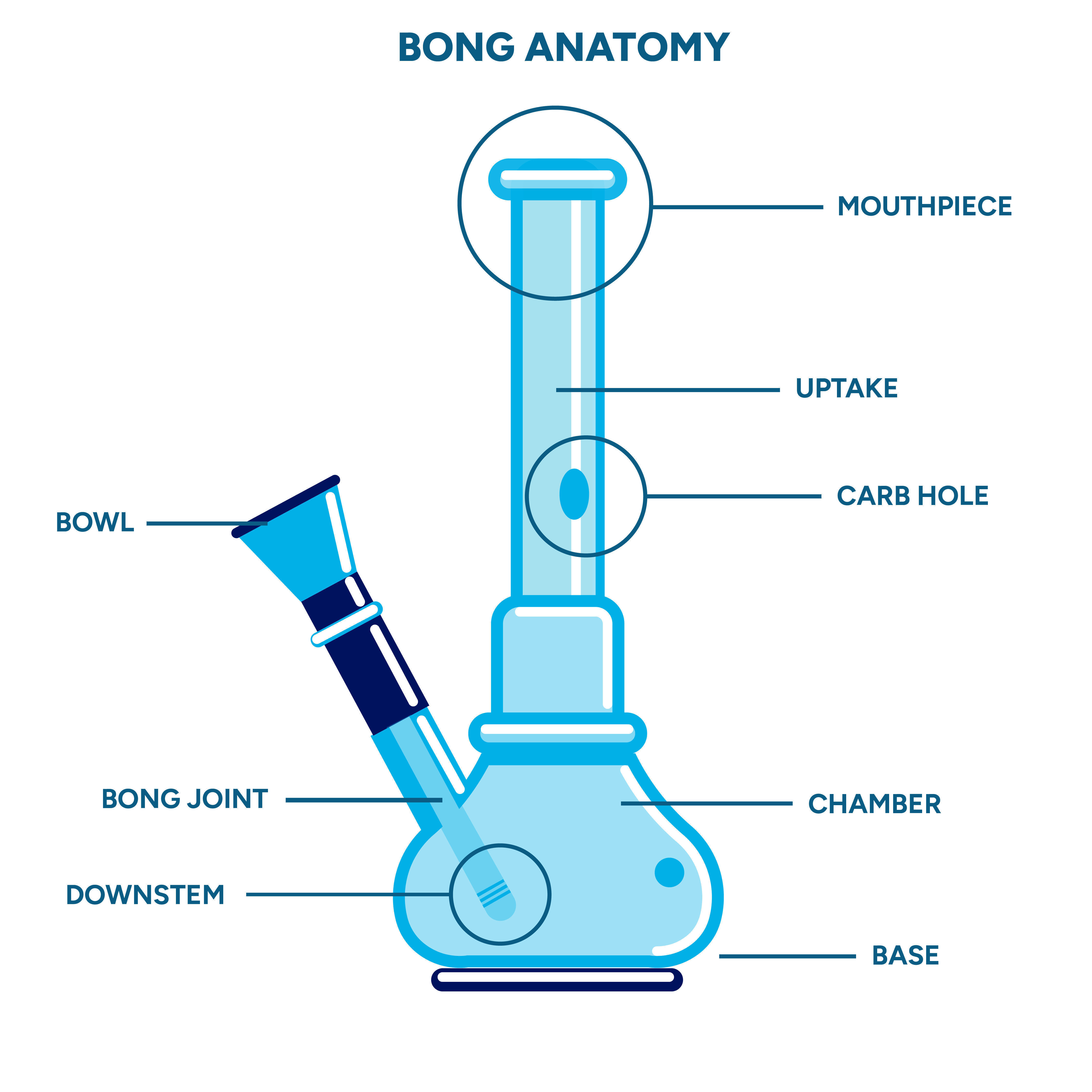 Anatomia Del Bong