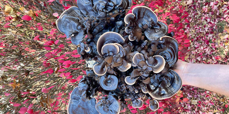 I Funghi Sono I Fiori Del Futuro?