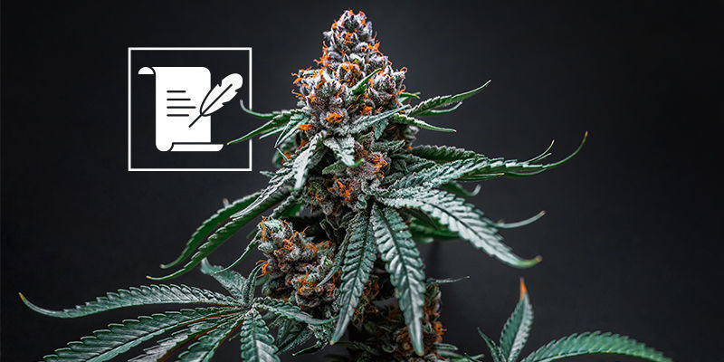 Cosa aspettarsi da un museo della cannabis