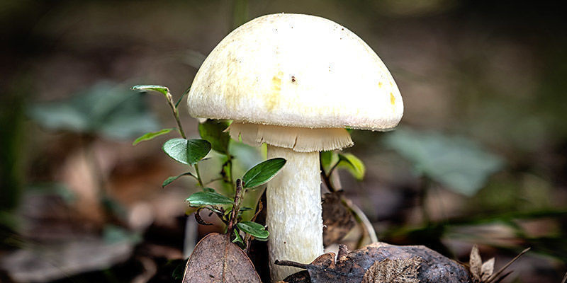 Amanita Falloide