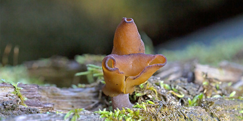 Gyromitra Esculenta (Falsa Spugnola)