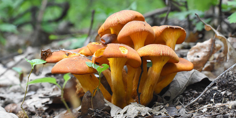 Omphalotus Olearius