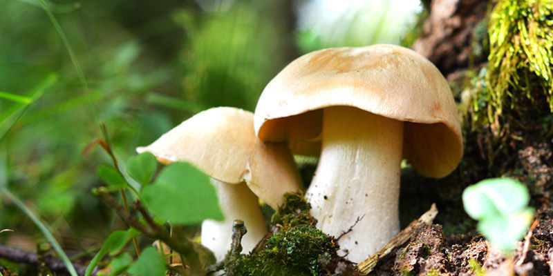 Entoloma Livido