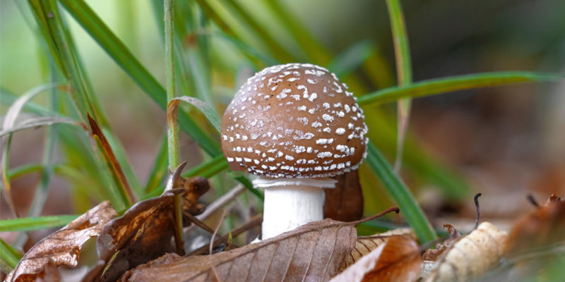 Tignosa Panterina